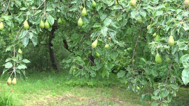 pears tree branches full of fruits move in wind in organic garden. Static shot. 4K