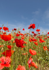 Obraz premium Des coquelicots au vent