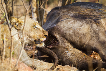 Lion in Kruger National park