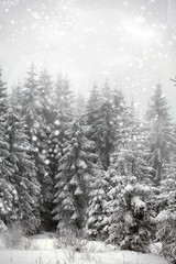 Winter landscape with snowy fir trees