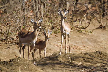 Impala in Kruger National park