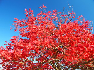 ハゼノキの紅葉