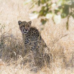 Cheetah in Kruger National park
