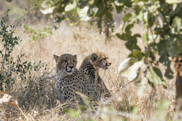 Cheetah in Kruger National park