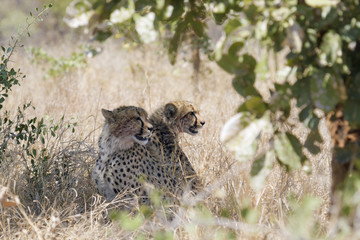 Cheetah in Kruger National park