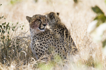 Cheetah in Kruger National park