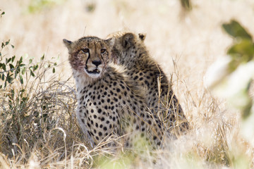 Cheetah in Kruger National park