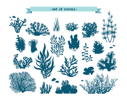Underwater set of corals and algae.