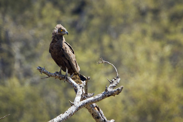 Brown snake-eagle in Kruger National park