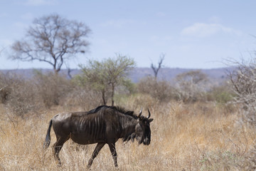 Blue wildebeest in Kruger National park