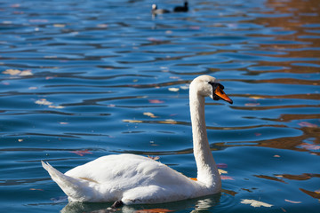 White swan on lake Bled