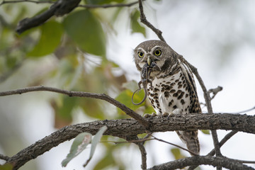 African barred owlet in Kruger National park