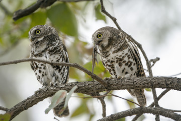 African barred owlet in Kruger National park