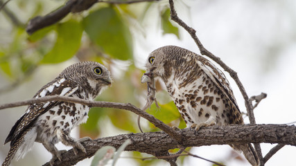 African barred owlet in Kruger National park