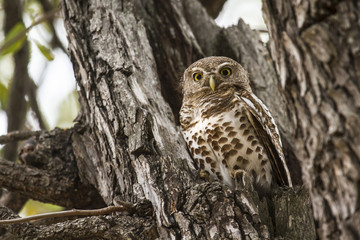 African barred owlet in Kruger National park