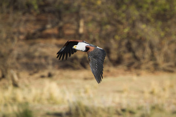 African fish eagle in Kruger National park