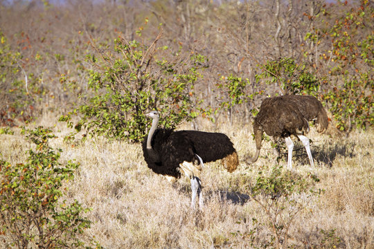 African Ostrich in Kruger National park