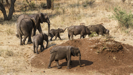 Fototapeta premium African bush elephant and wild buffalo in Kruger National park