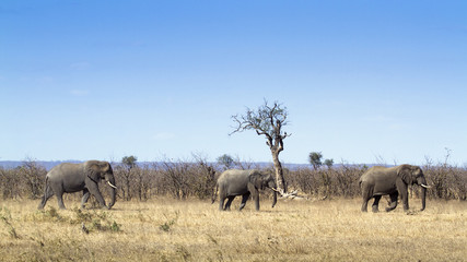 Fototapeta na wymiar African bush elephant in Kruger National park