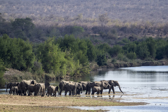 African bush elephant in Kruger National park