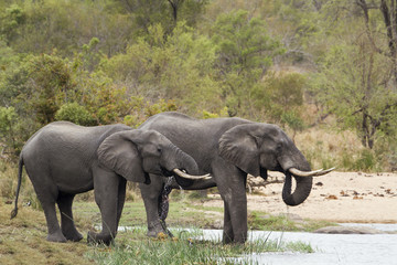 Naklejka na ściany i meble African bush elephant in Kruger National park