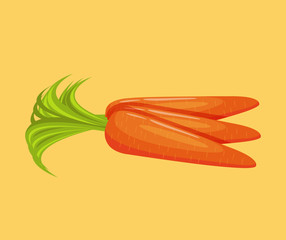 Carrots. Vector flat illustration
