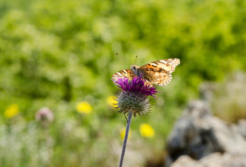 Butterfly sitting on a prickly flower