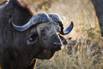 African buffalo in Kruger National park