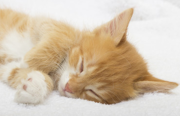 Lovely kitten sleep