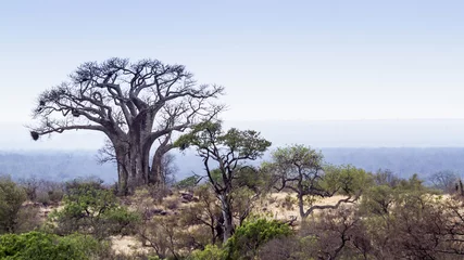 Crédence de cuisine en verre imprimé Baobab Veld landscape with baobab in Kruger National park