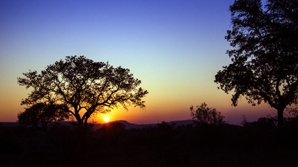 Naklejka na ściany i meble sunset landscape in Kruger National park