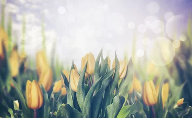 Crédence de cuisine en verre imprimé Tulipe Spring tulips blooming plant, toned, banner