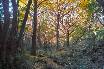 鎌倉市の獅子舞渓谷の紅葉
