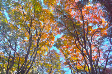 鎌倉市の獅子舞渓谷の紅葉
