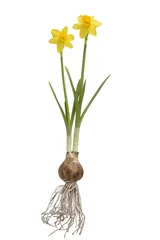 Tuinposter Narcis daffodils with bulb on vintage background