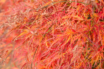 japanese maple leaves background