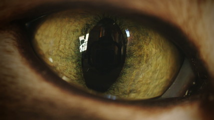 Cat Eye Super Macro Black Transition Zoom-In