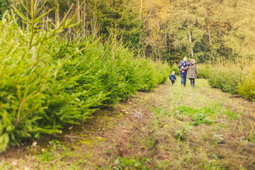 Obraz premium Happy Family with Child Choosing the Christmas Tree at the Farm