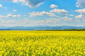 Obraz premium Rape field