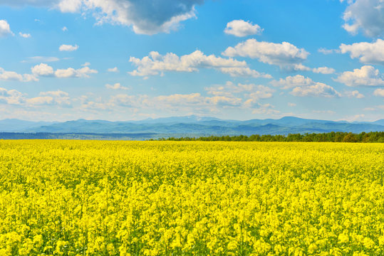 Rape field