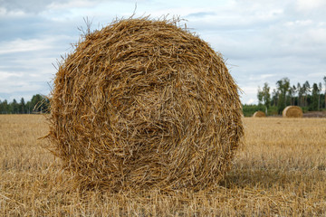 Harvest season