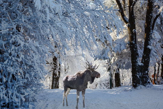 Fototapeta Magnificent Moose went for walk