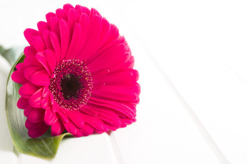 red gerbera