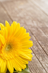 yellow gerbera