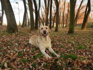 Yellow labrador retriever dog lying outside