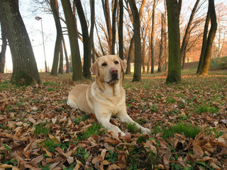 Yellow labrador retriever dog lying outside