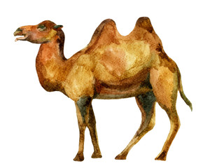 Watercolor camel