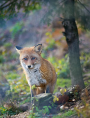 Naklejka na ściany i meble A red fox in the autumn forest