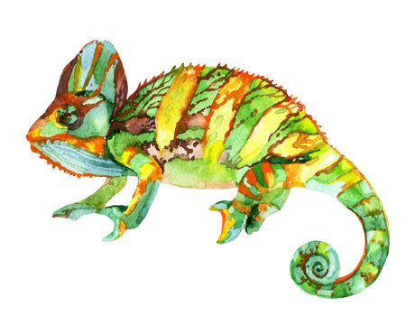 Watercolor chameleon