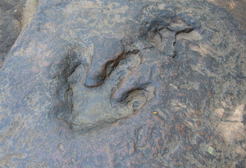 Fototapeta na wymiar Detail of dinosaur tracks in Thailand (dinosaur, footprints, footprint)